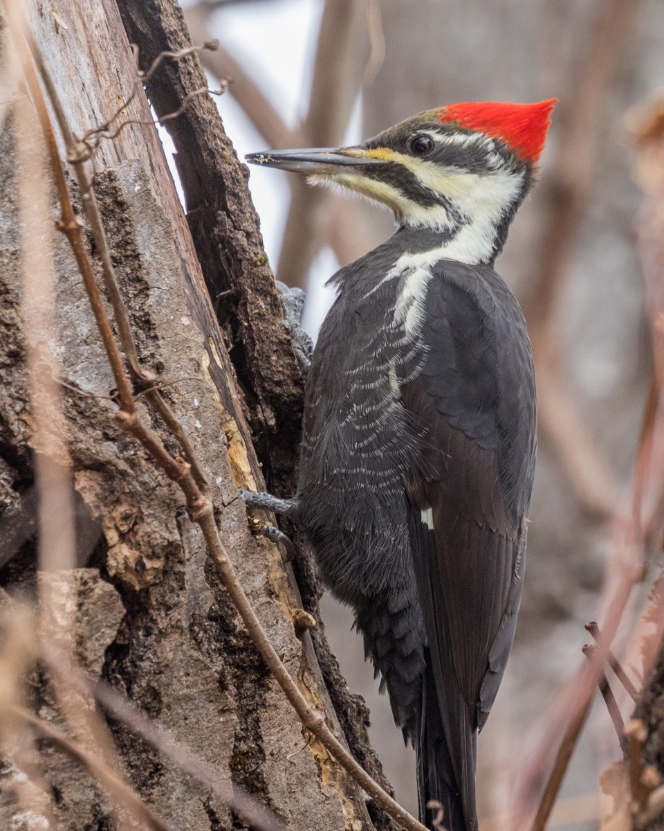 Pileated Woodpecker - Michael Foster