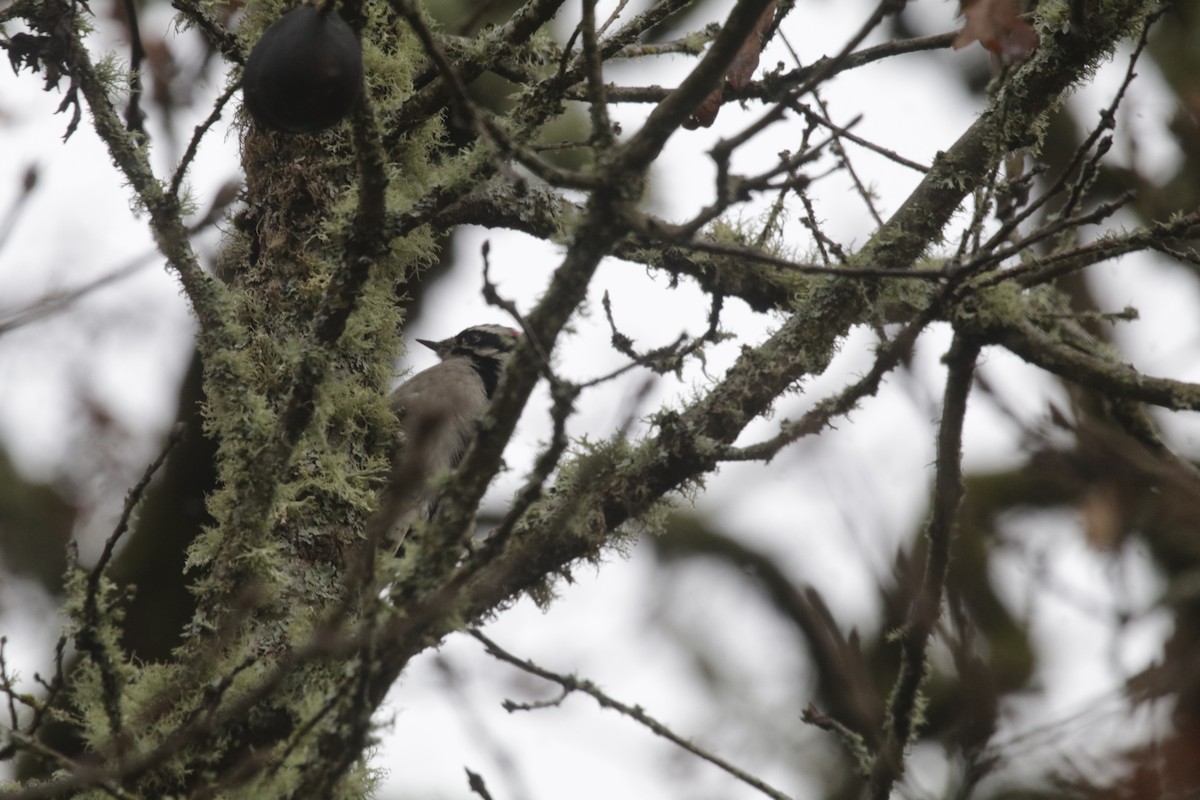 Downy Woodpecker (Pacific) - ML126185841