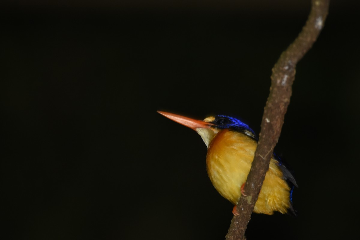 Moluccan Dwarf-Kingfisher (Seram) - He Ji-geng
