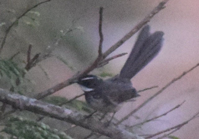 Spot-breasted Fantail - ML126188331