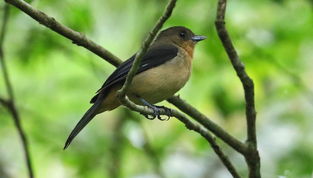 Black-goggled Tanager - Charlotte Byers