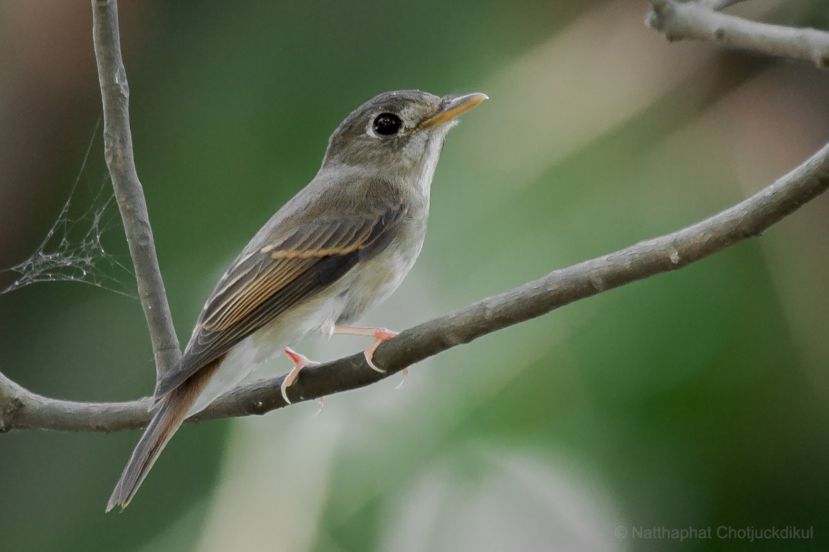 Brown-breasted Flycatcher - ML126190551