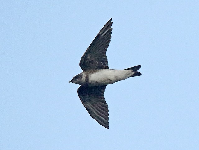 Brown-chested Martin (fusca)