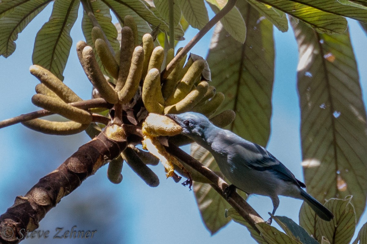 Blue-gray Tanager (White-edged) - Steve Zehner