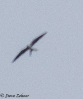 Swallow-tailed Kite - Steve Zehner