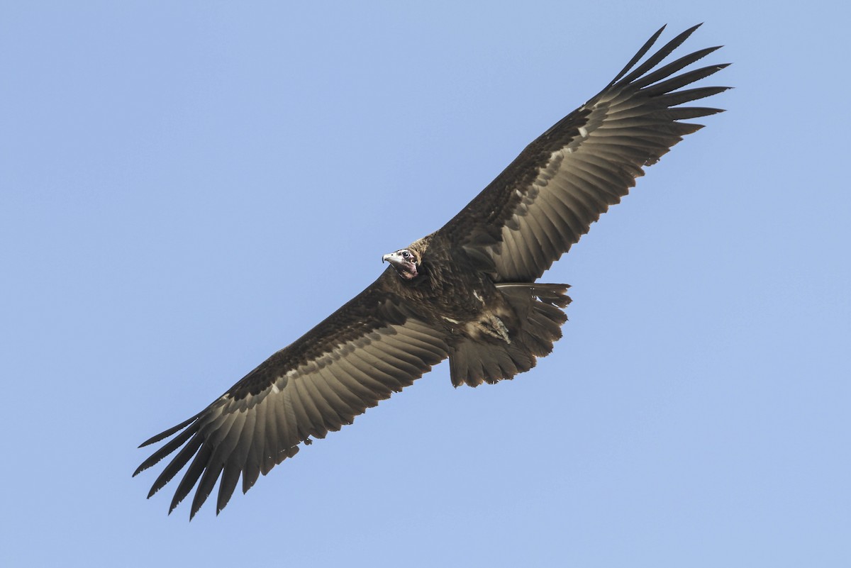 Hooded Vulture - ML126202291