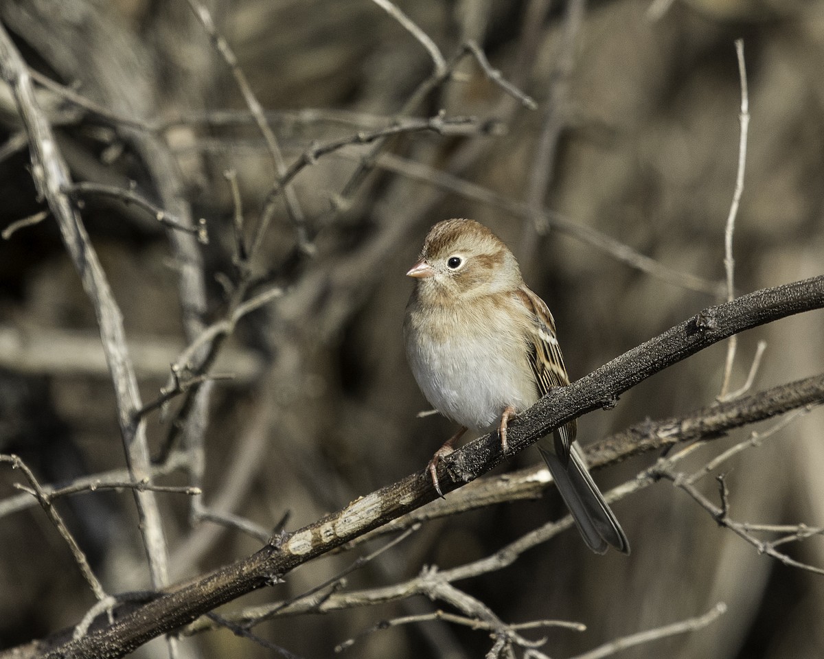 Field Sparrow - Jeremy Coleman