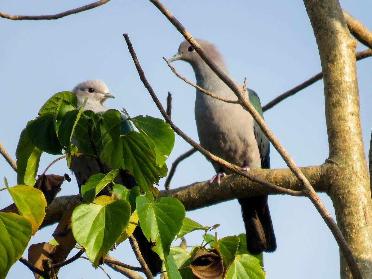 Green Imperial-Pigeon - ML126203601