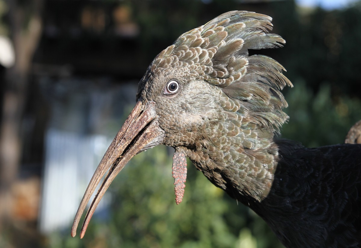 ibis etiopský - ML126203641