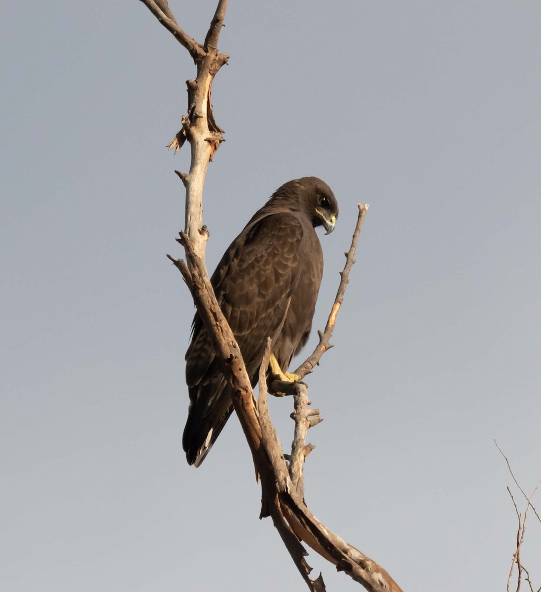 Red-tailed Hawk - Maury Swoveland