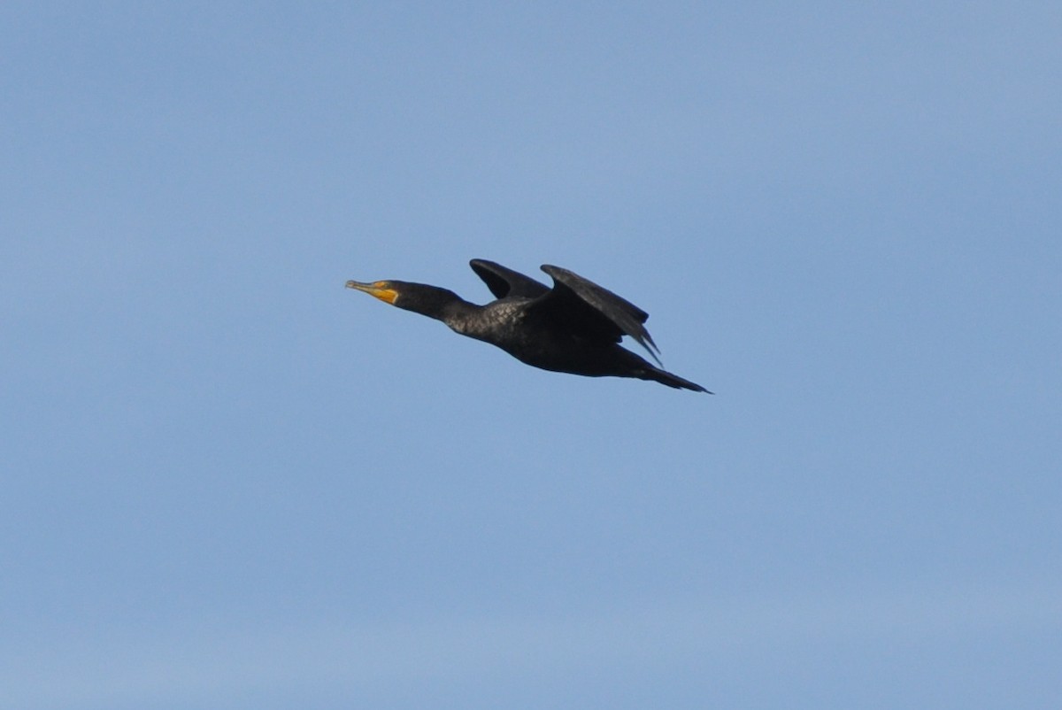 Double-crested Cormorant - Douglas Lister