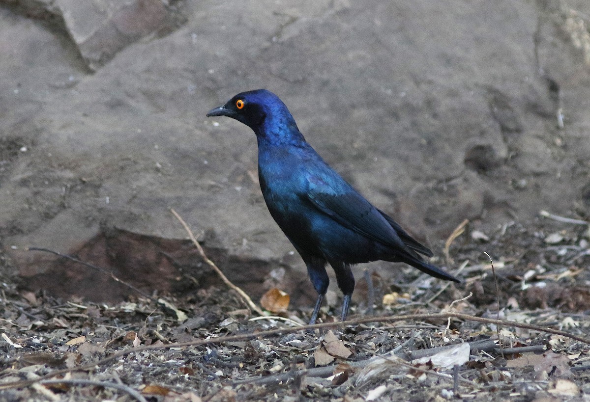 Greater Blue-eared Starling - ML126208111