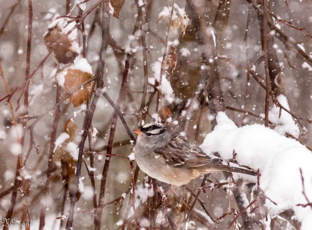 White-crowned Sparrow - Nathalie Gagne