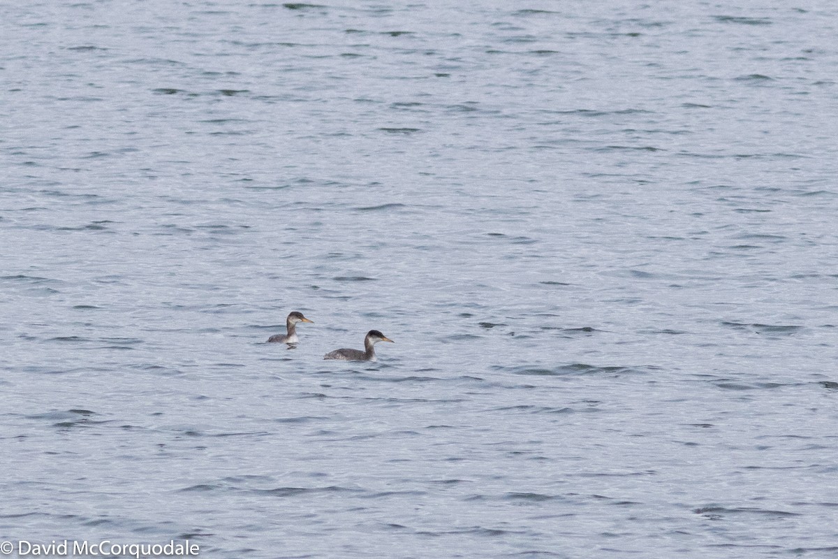 Red-necked Grebe - ML126209681