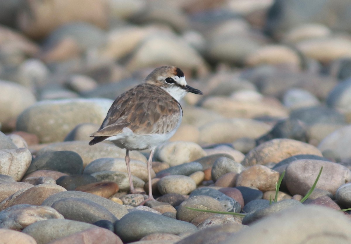 Collared Plover - Andre Moncrieff