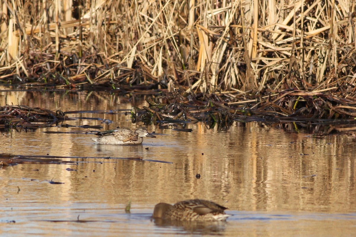 Blue-winged Teal - ML126214151