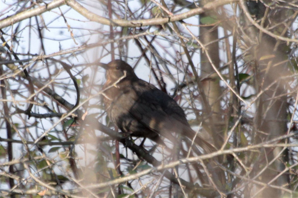Eurasian Blackbird - Salih MALAKCIOGLU