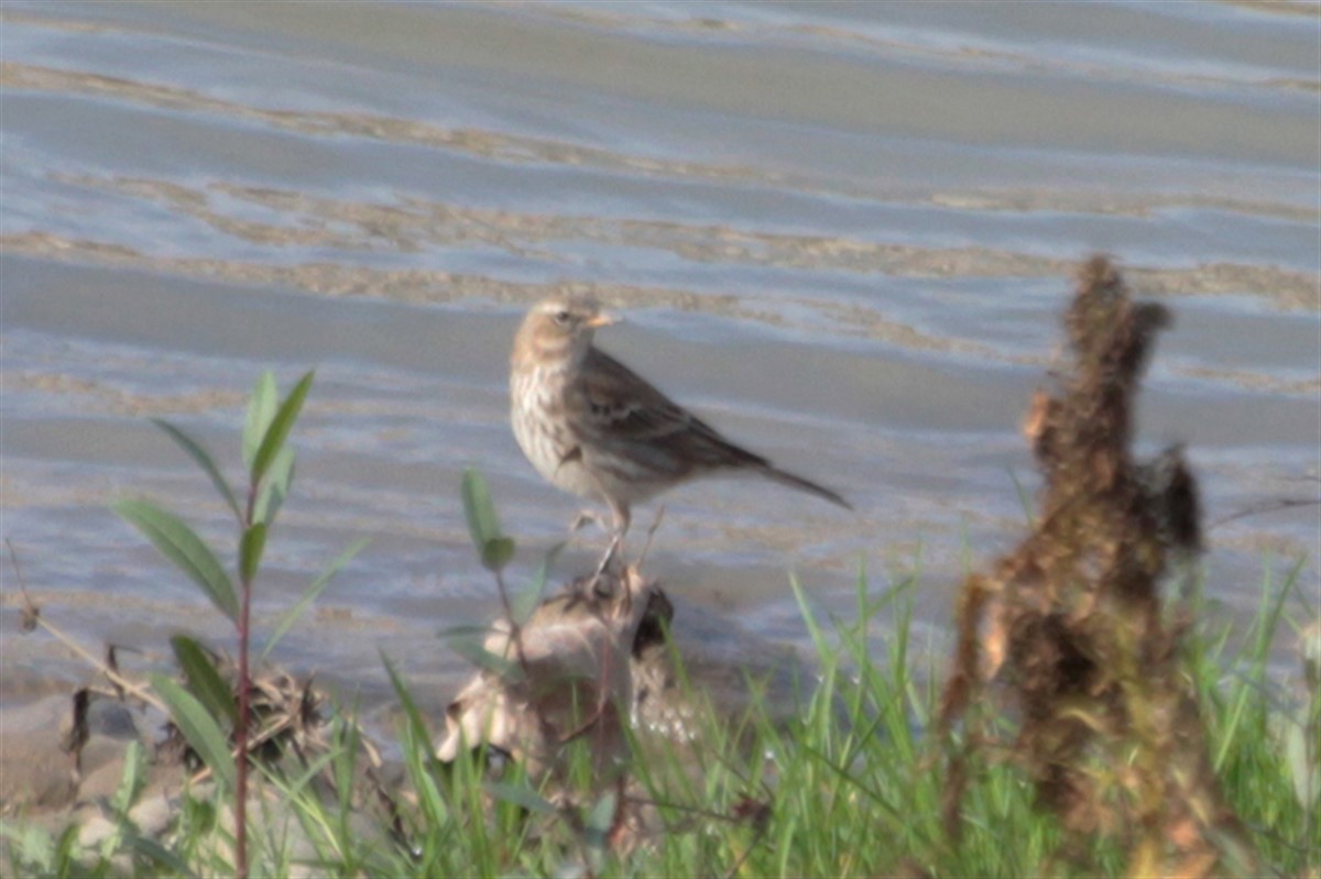 Water Pipit - ML126216801