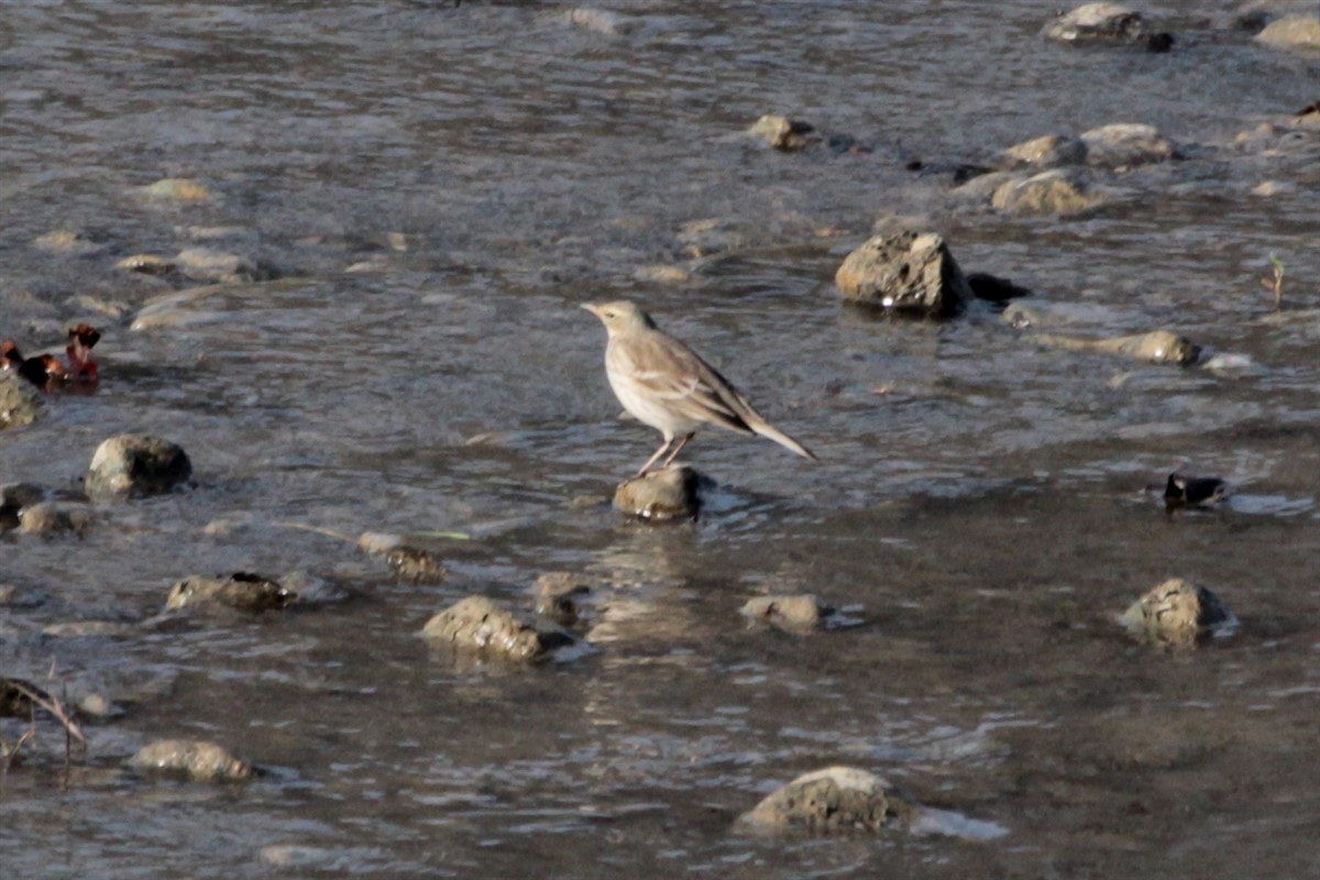 Water Pipit - ML126216811