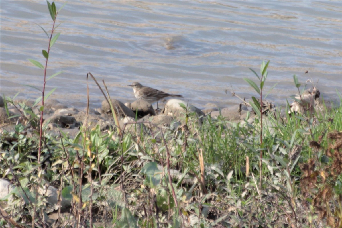 Water Pipit - ML126216821