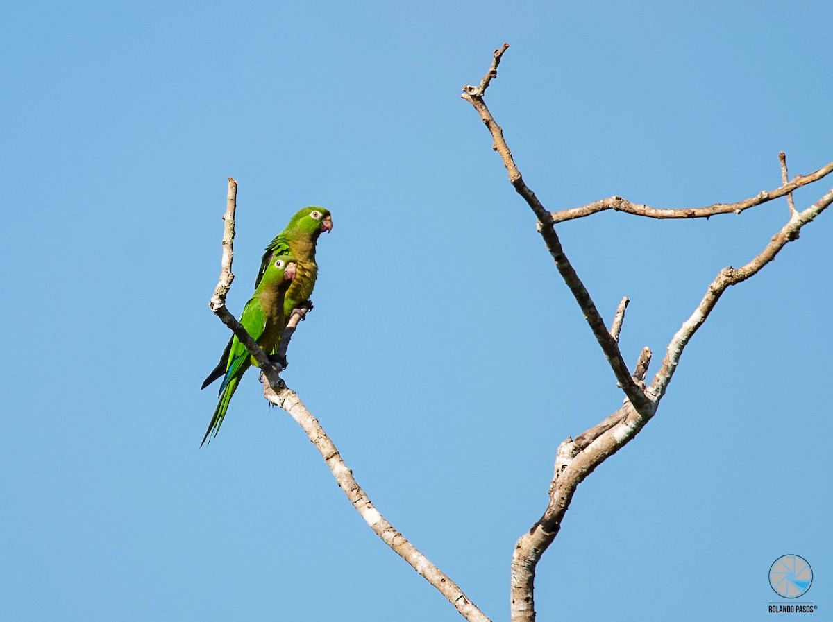 Olive-throated Parakeet (Aztec) - Rolando Tomas Pasos Pérez