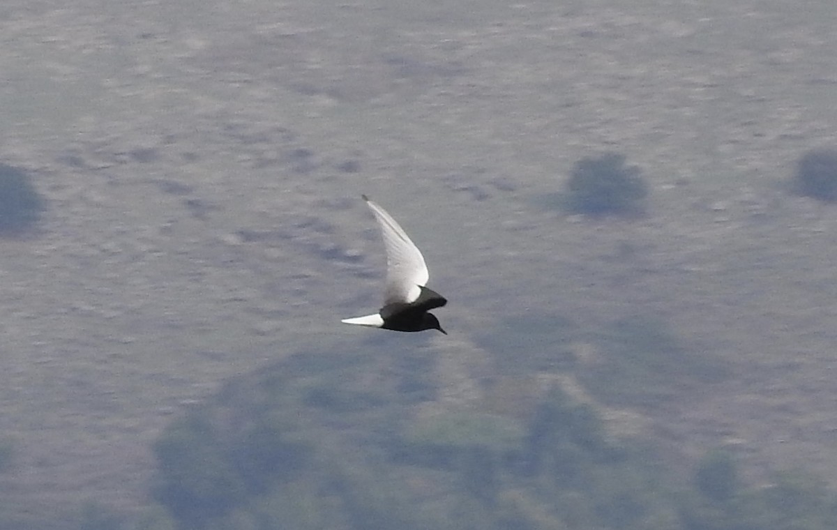 White-winged Tern - ML126223171