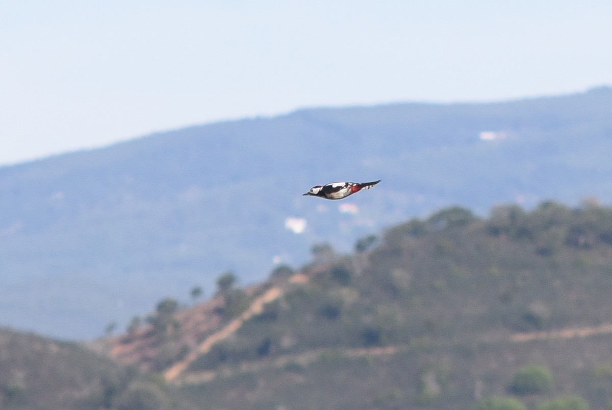 Great Spotted Woodpecker - ML126223311