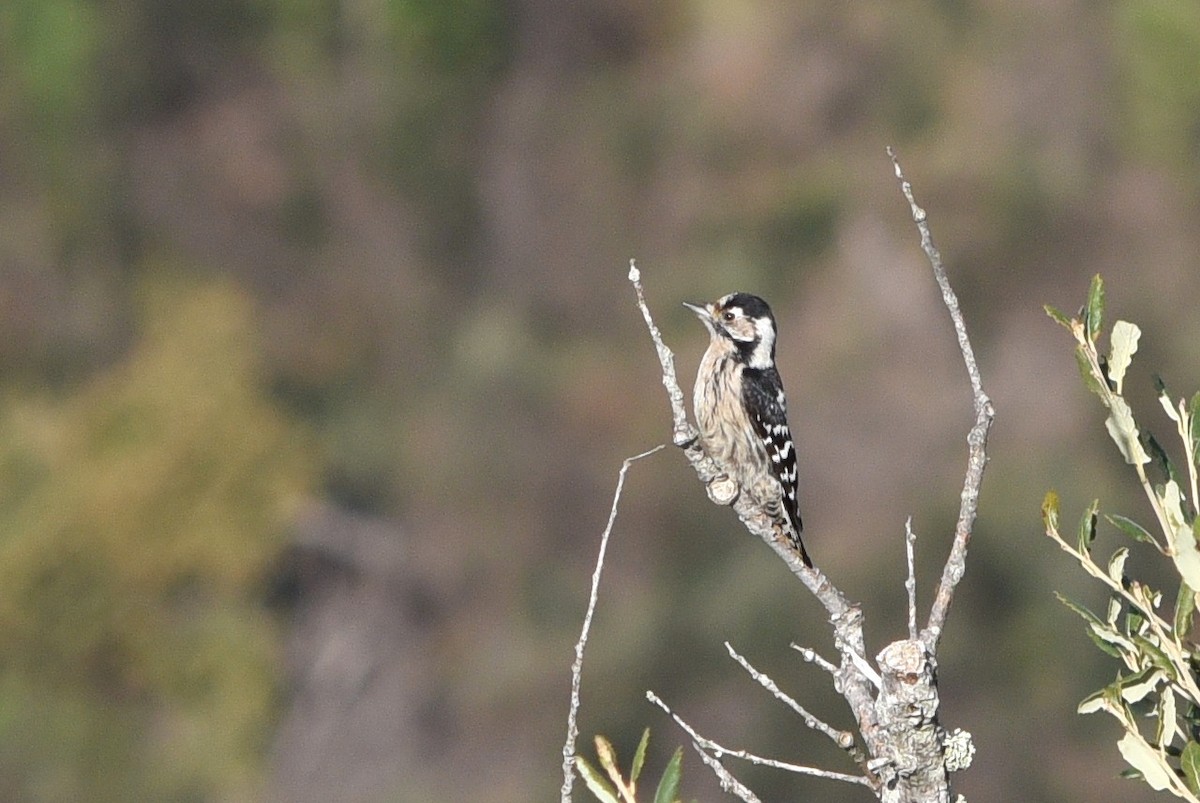 Lesser Spotted Woodpecker - Eduardo Realinho
