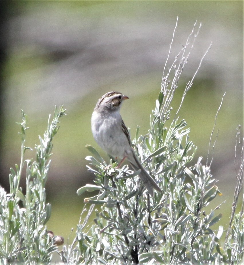 Clay-colored Sparrow - ML126223811