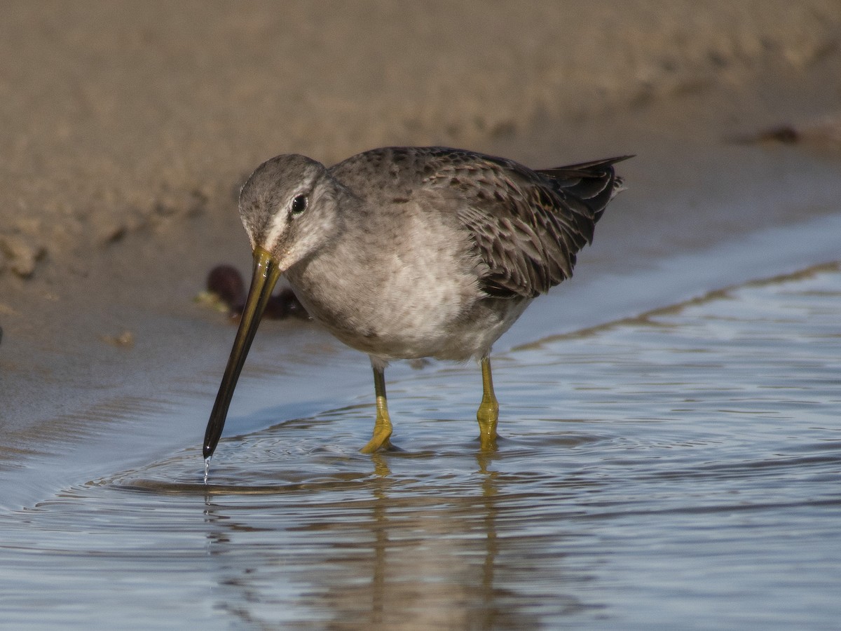Long-billed Dowitcher - ML126224871