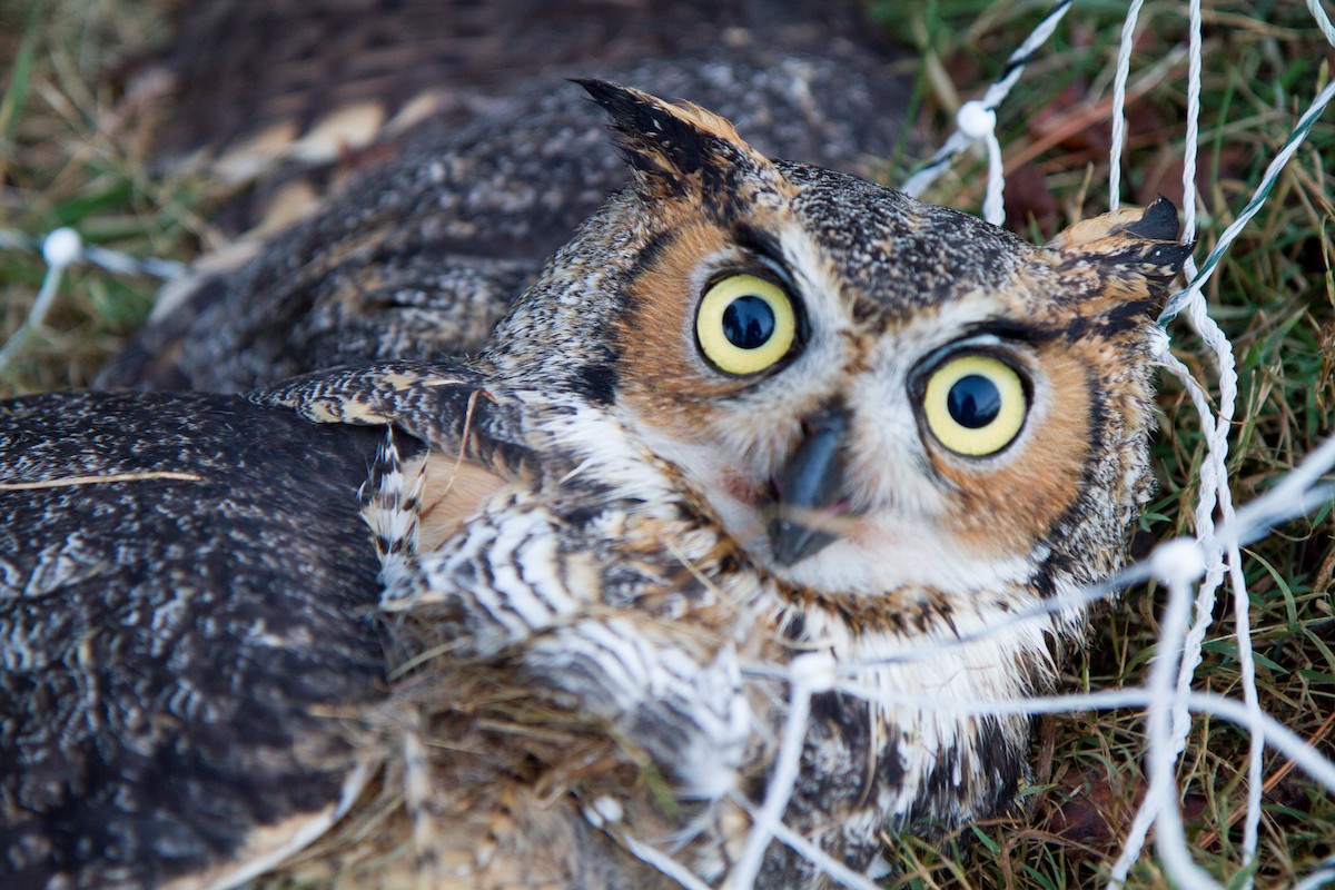 all about great horned owls