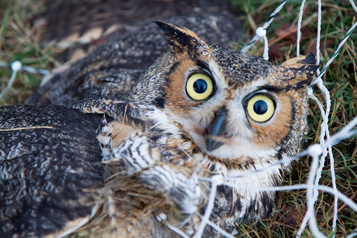 Great Horned Owl ML126224991