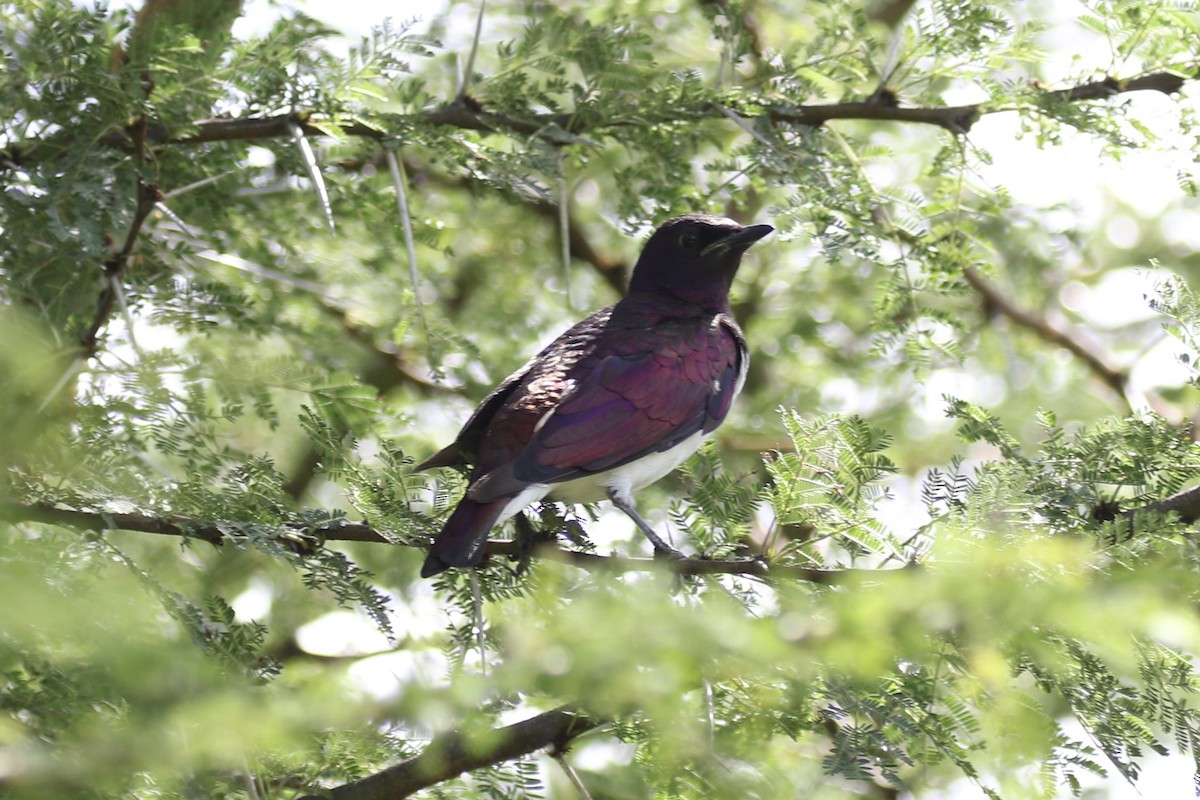 Violet-backed Starling - ML126226781