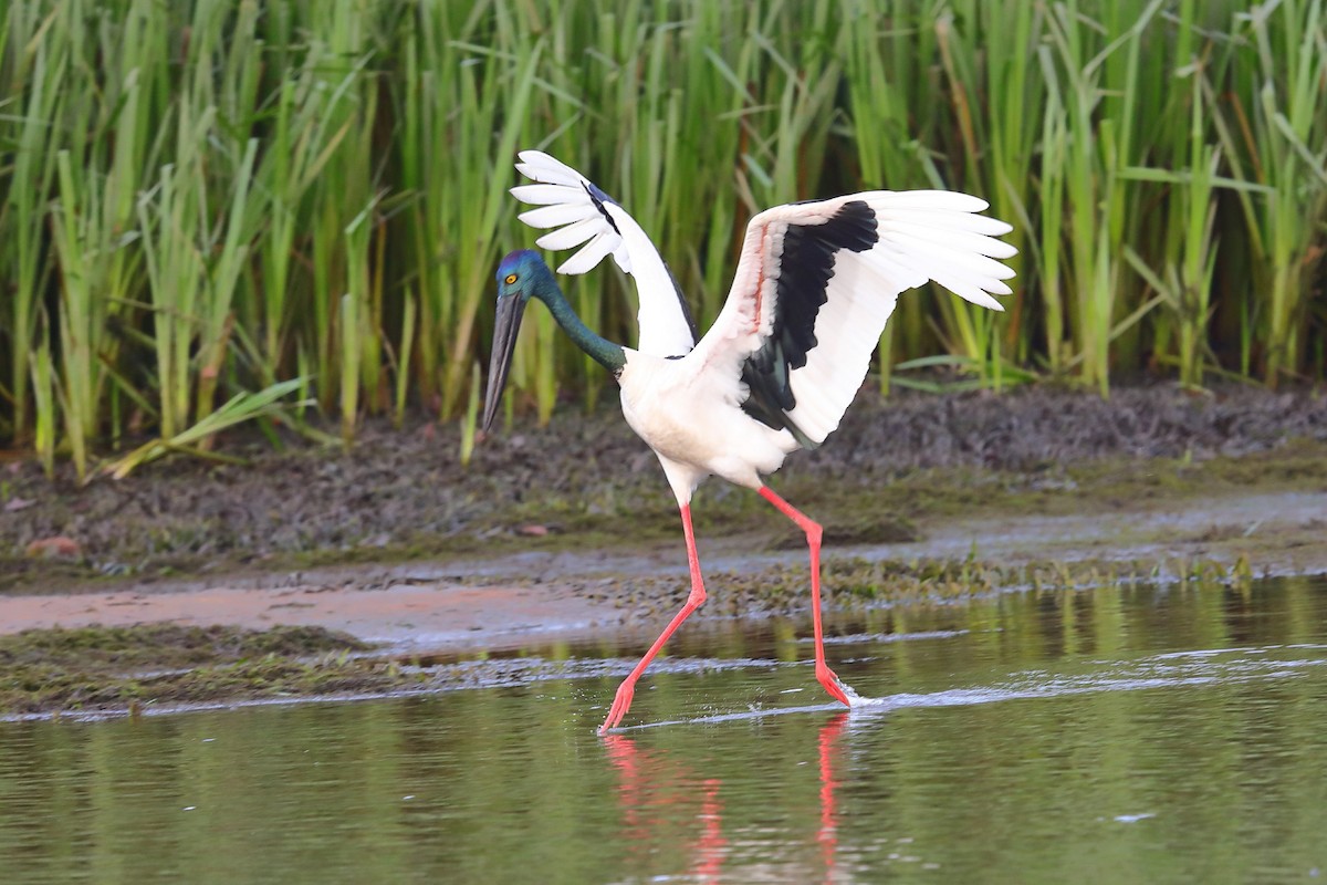 Black-necked Stork - ML126227351