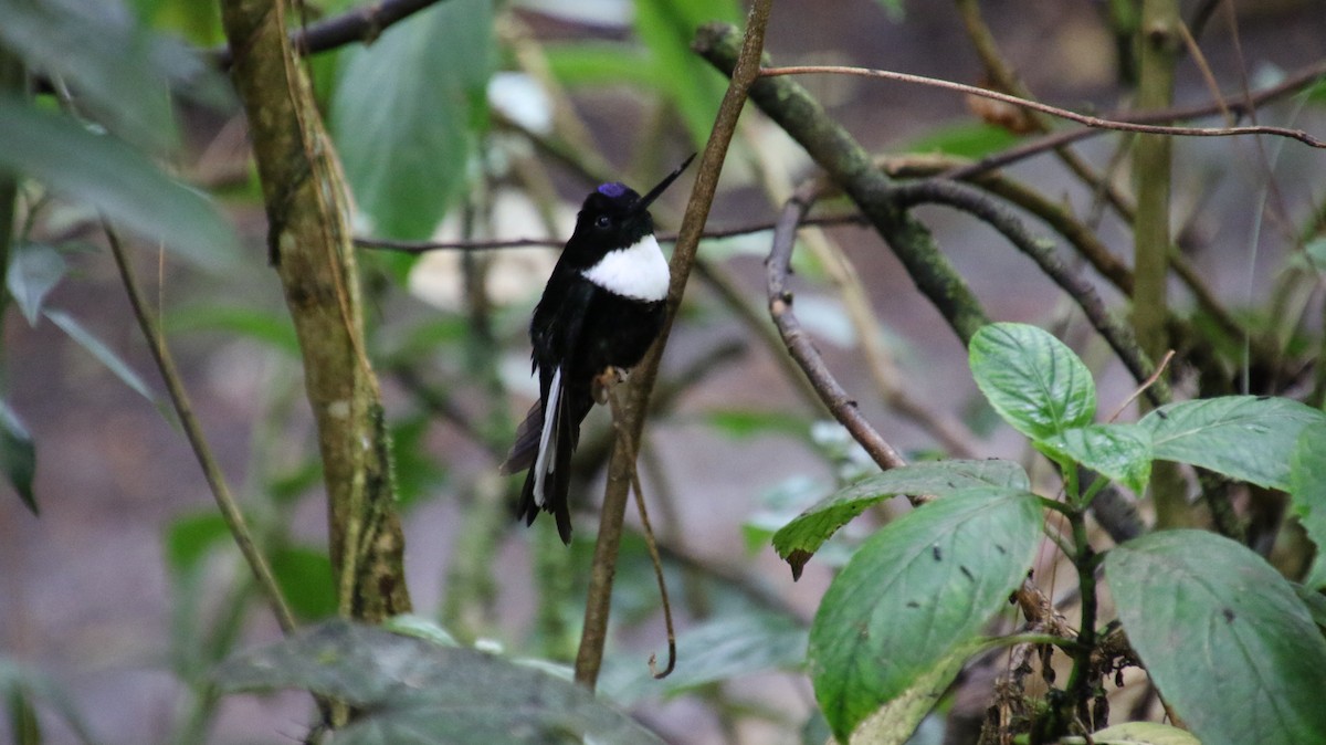 Collared Inca - Stephen McCullers