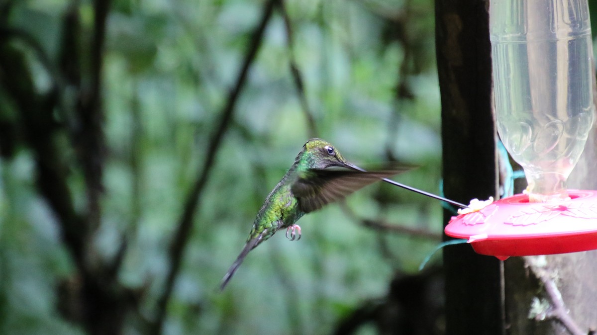 Sword-billed Hummingbird - Stephen McCullers