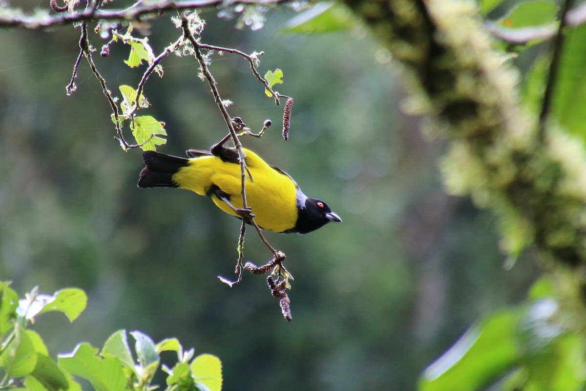 Hooded Mountain Tanager - ML126228541