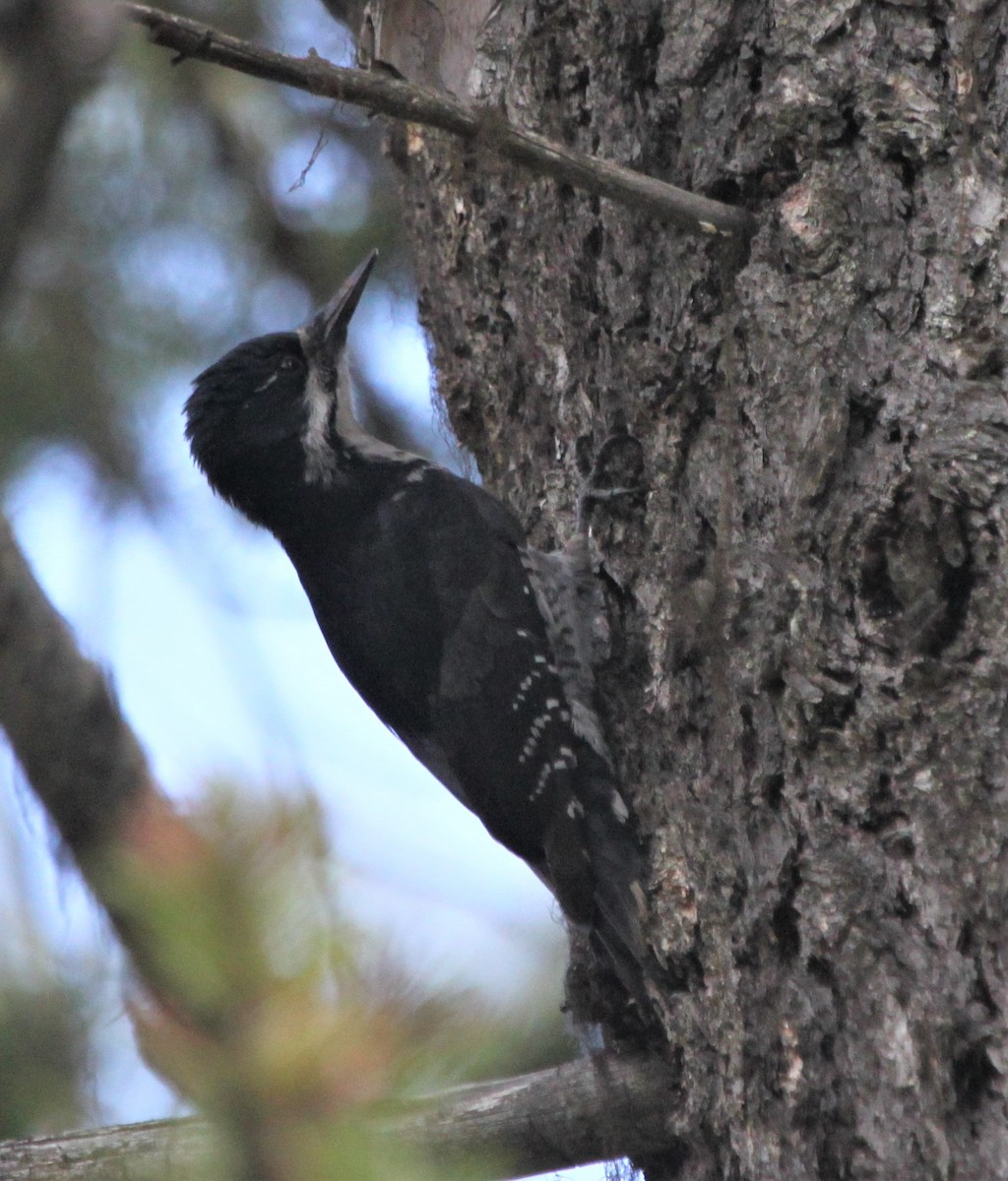 Black-backed Woodpecker - ML126228841