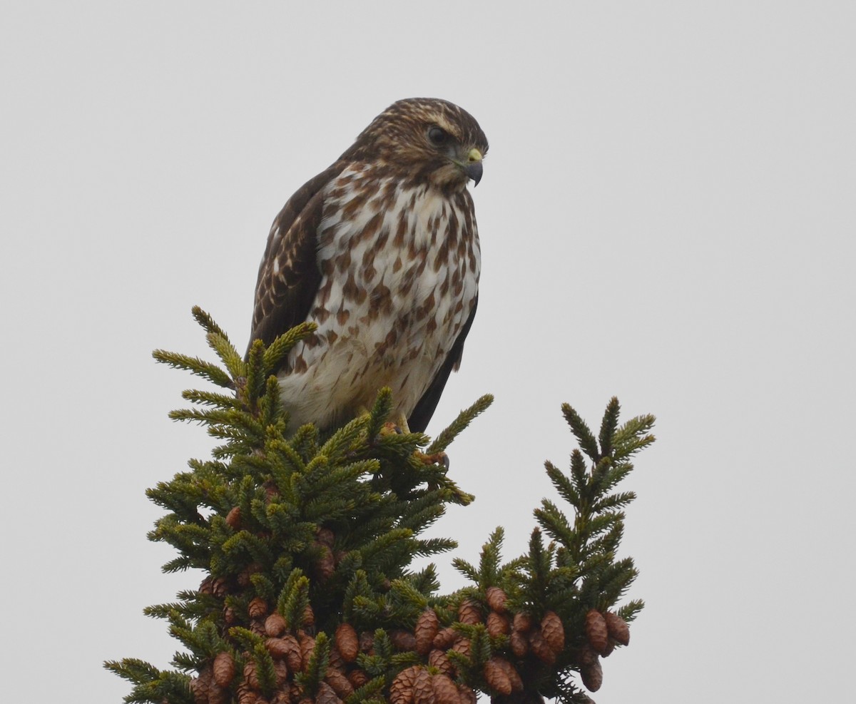 Broad-winged Hawk - Nova Scotia Bird Records