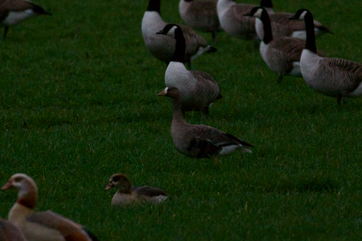 Greater White-fronted Goose - ML126239191