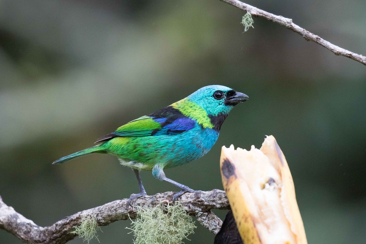 Green-headed Tanager - ML126240671
