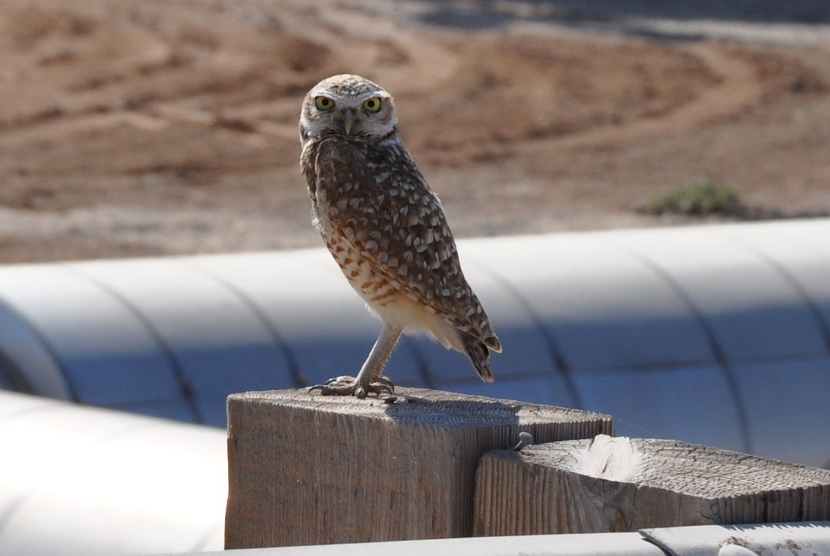 Burrowing Owl - ML126240951
