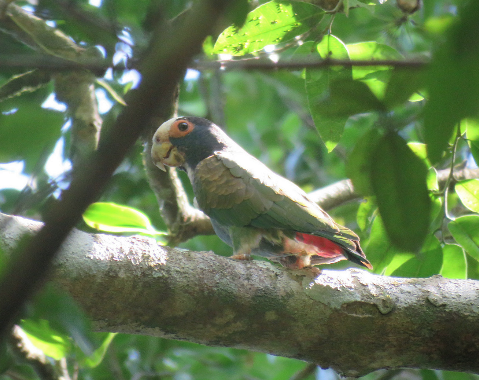 White-crowned Parrot - ML126241111
