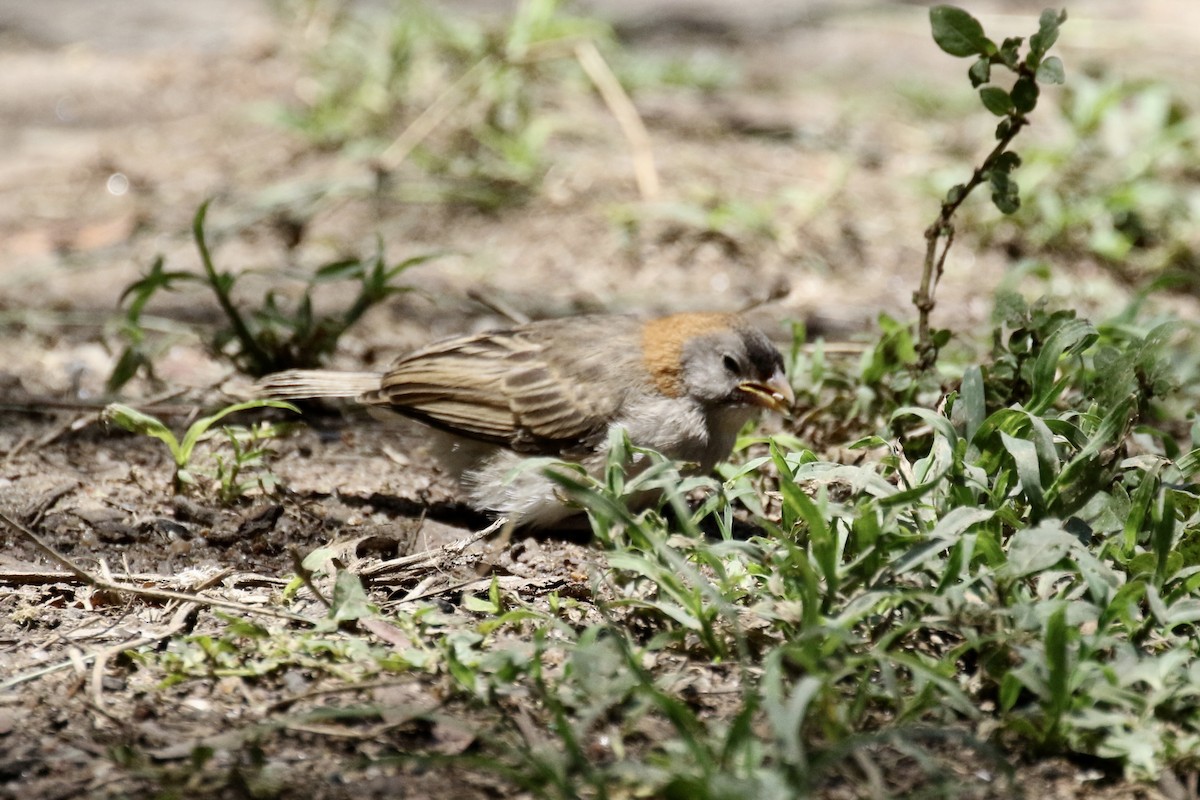 Speckle-fronted Weaver - ML126241841
