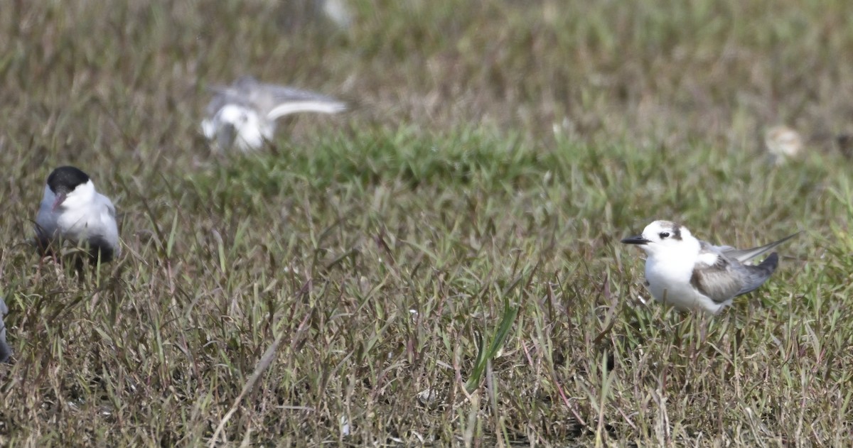 White-winged Tern - Ken Crawley
