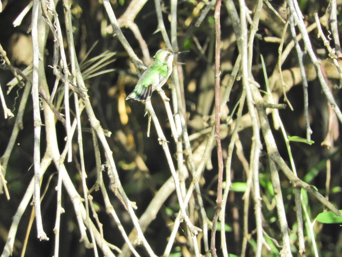 Blue-tailed Emerald - Lisandro Moran