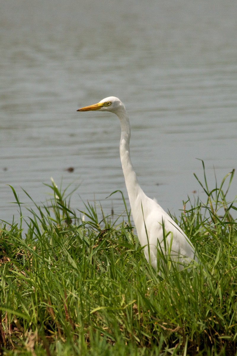 Yellow-billed Egret - Christian  Nunes