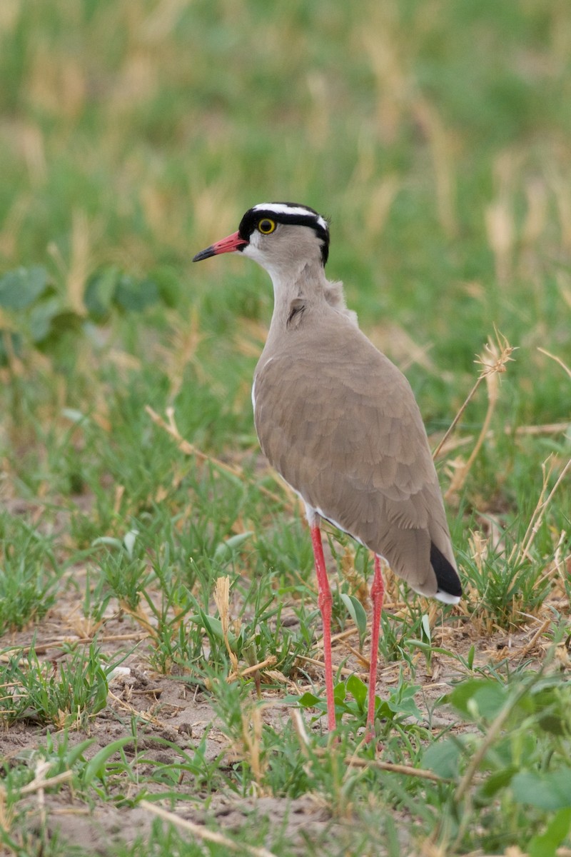 Crowned Lapwing - ML126246361