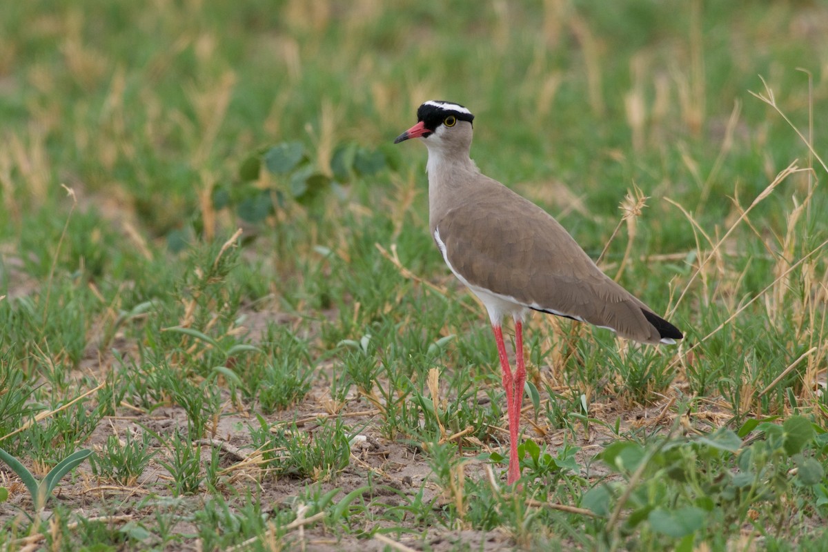 Crowned Lapwing - ML126246401
