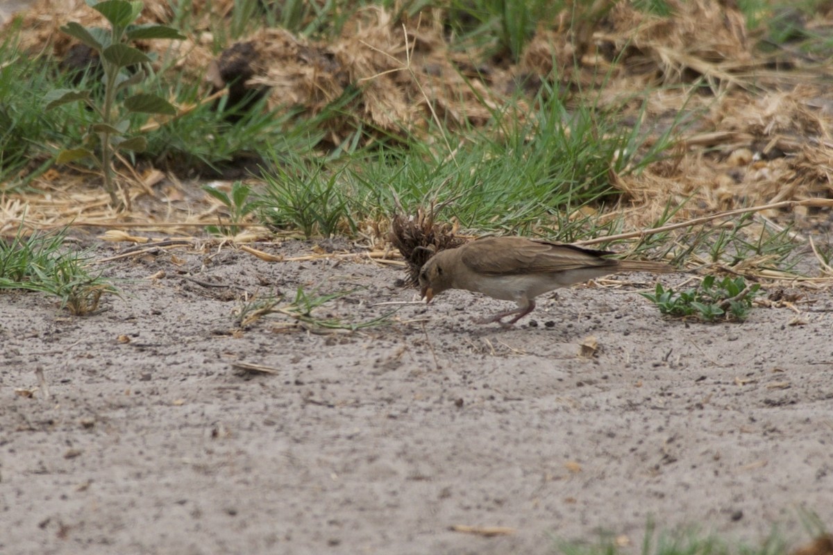 Yellow-throated Bush Sparrow - Christian  Nunes